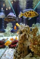 akvarium med vit jord, korall och färgad tropisk fiskar foto