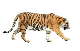 bengalisk tiger isolerad