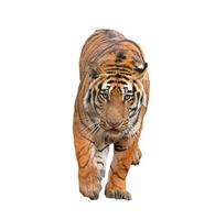bengalisk tiger isolerad foto