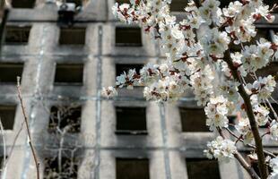 vit blommor mot de bakgrund av förstörd och bränd hus i de stad av ukraina foto