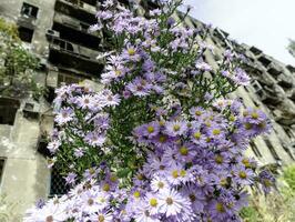 färsk naturlig blommor mot de bakgrund av förstörd bränd hus i ukraina foto