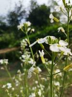 naturens frodig landa är min Land, rädisa blomma kommer växa om igen från detta blomma, ny utsäde träd, detta är kallad generation. foto