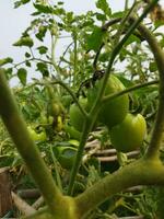tomat är en mycket användbar vegetabiliska med antioxidanter den där hjälp förhindra cancer. foto