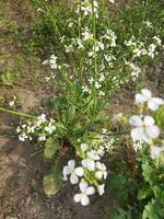 naturens frodig landa är min Land, rädisa blomma kommer växa om igen från detta blomma, ny utsäde träd, detta är kallad generation. foto