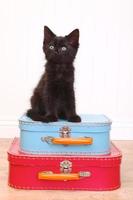 svart kattunge sitter ovanpå bagaget på vitt foto