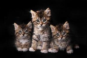 söta bedårande söta kattungar som väntar på adoption foto