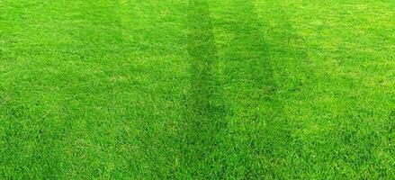 grön gräs fält mönster bakgrund för fotboll och fotboll sporter. grön gräsmatta mönster och textur för bakgrund. foto