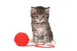 lekfull kattunge med röd boll av garn foto
