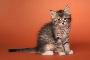 maincoon kattunge med stora ögon foto