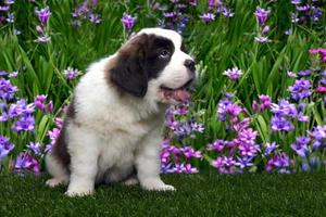 saint bernard valpporträtt foto