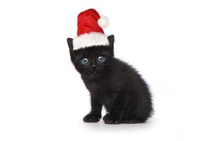 svart kattunge bär en tomtehatt på vitt foto
