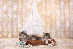 söta kattungar i en segelbåt med havstema foto