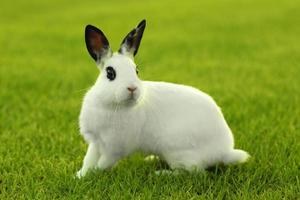 vit kanin utomhus i gräs foto
