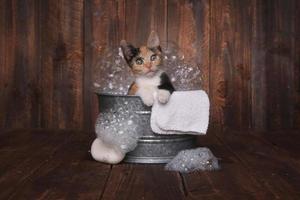 kattungar i badkaret blir preparerade av bubbelbad foto