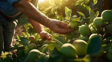 ai genererad händer innehav päron, päron på träd, närbild av hand plockning päron, päron i de trädgård, skörda för päron foto
