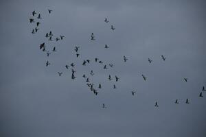 konstflygnings flock av duvor foto