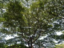 majestätisk träd med bred grenar och frodig löv under mjuk solljus foto