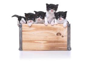 söt låda med kattungar för adoption foto