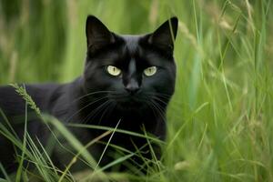ai genererad svart katt i gräs. generera ai foto