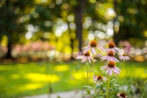 vild lila kosmos blommor i äng i strålar av solljus på suddig natur landskap parkera bakgrund med kopia Plats, mjuk fokus, skön bokeh. höst blommor ljus lövverk bakgrund foto