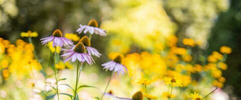 vild lila kosmos blommor i äng i strålar av solljus på suddig natur landskap parkera bakgrund med kopia Plats, mjuk fokus, skön bokeh. höst blommor ljus lövverk bakgrund foto