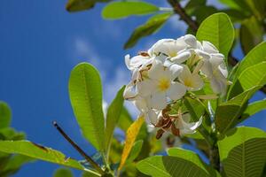 närbild av frangipani blommor med grön bakgrund. fantastisk frangipani kronblad blommor med grön löv bakgrund. tropisk blommig natur, exotisk blomning träd på mörk grön bakgrund med blå himmel foto