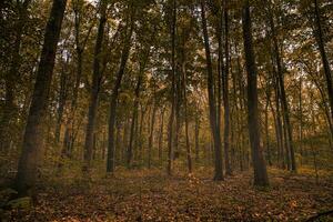 underbar höst panorama av en solig skog. höst landskap i panorama formatera en skog i vibrerande värma färger med Sol lysande genom de löv. Fantastisk höst natur foto