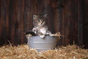 söt kattunge med halm i en ladugård foto