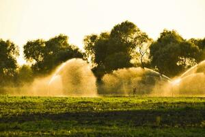 bevattning systemet i fält av meloner. vattning de fält. sprinkler foto