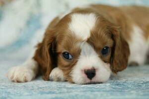 söt stolt kung charles spaniel valp på blå bakgrund foto