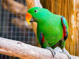 stänga upp grön papegoja sitta på träd foto