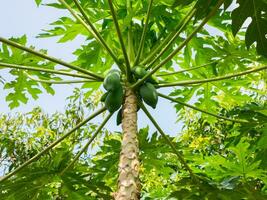 organisk grön papaya frukt träd foto