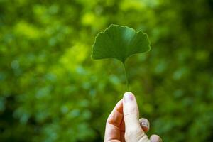 hand innehav gingko blad rom jungfruhår träd foto