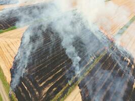 brinnande sugrör i de fält av vete efter skörd foto