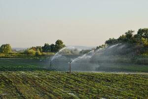 bevattning systemet i fält av meloner. vattning de fält. sprinkler foto