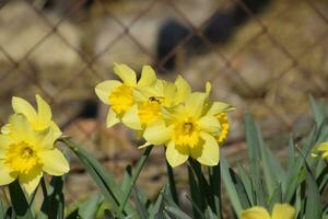 blomning knoppar av påskliljor i blomma säng. foto