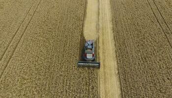 skörd vete skördare. jordbruks maskiner skörda spannmål på de fält. foto