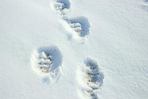 ai genererad snöig fotspår - generativ ai foto