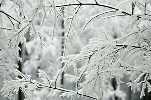 ai genererad snöig skog banor - generativ ai foto