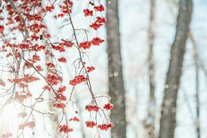 rönn träd i snö, naturlig vinter- bakgrund foto