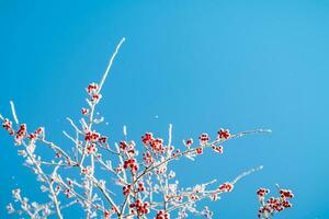 rönn träd i snö, naturlig vinter- bakgrund, blå himmel foto