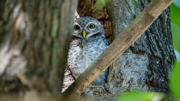 fick syn på owlet uppflugen på träd foto