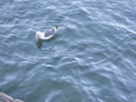 en fiskmås framställning Vinka krusningar när rör på sig i de bukt vatten nära gyllene Port bro san francisco kalifornien foto