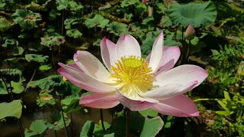 vacker rosa näckros eller lotusblomma i dammen foto