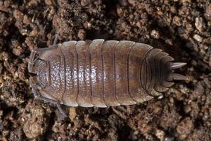 pillbug på smutsen foto