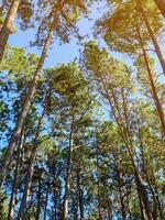 skön natur grön tall träd skog i thailand. hög växt i naturlig parkera. grön löv hängande på gren isolerat på blå himmel och orange ljus bakgrund. foto
