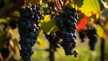 ai genererad mogen vindruvor hängande på vin i vingård genererad förbi ai foto