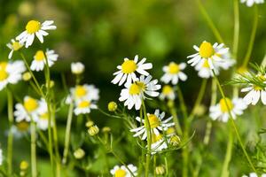 glänta. blommande kamomill. foto