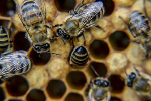 makro fotografera av bin. dansa av de honung bi. bin i en bi bikupa på honungskakor. foto