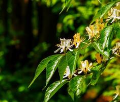 maak kaprifol eller i latin lonicera maackii buske i blomma foto